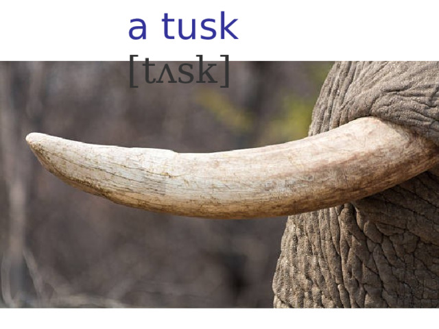 a tusk [tʌsk] 