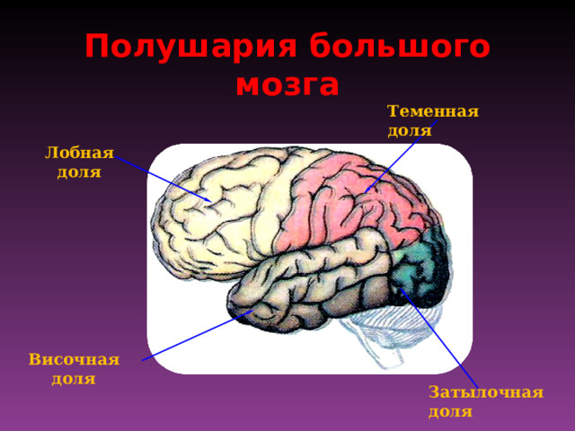 Полушария большого мозга Теменная доля Лобная доля Височная доля Затылочная доля 