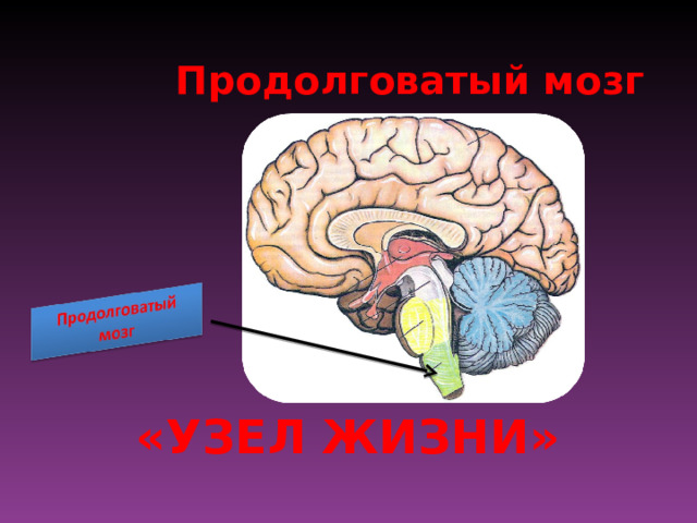  Продолговатый мозг «УЗЕЛ ЖИЗНИ» 