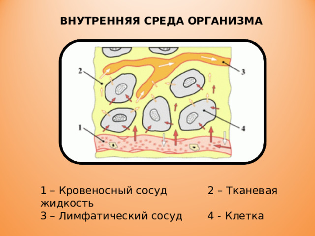 ВНУТРЕННЯЯ СРЕДА ОРГАНИЗМА 1 – Кровеносный сосуд  2 – Тканевая жидкость 3 – Лимфатический сосуд  4 - Клетка 