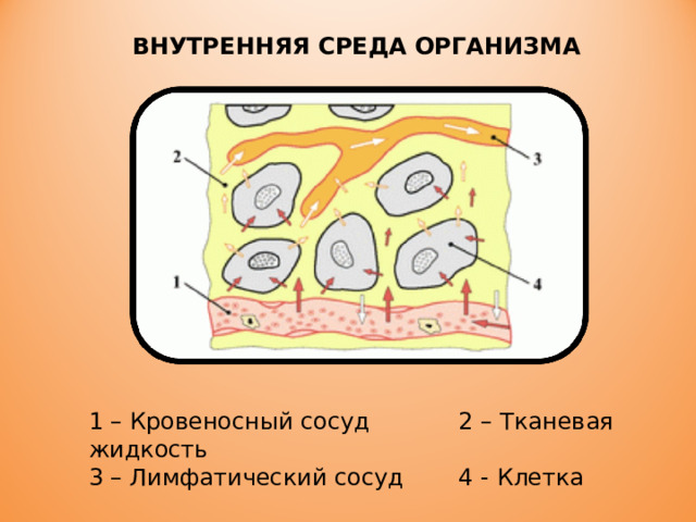 Образует внутреннюю среду клетки. 1. Кровь, как важнейшая часть внутренней среды организма.