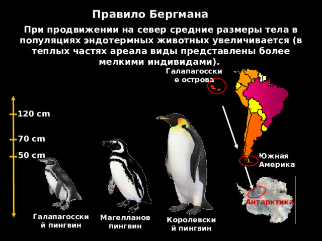 Правило Бергмана При продвижении на север средние размеры тела в популяциях эндотермных животных увеличивается (в теплых частях ареала виды представлены более мелкими индивидами). Галапагосские острова 120 cm 70 cm 50 cm Южная Америка Антарктика Галапагосский пингвин Магелланов пингвин Королевский пингвин 22 