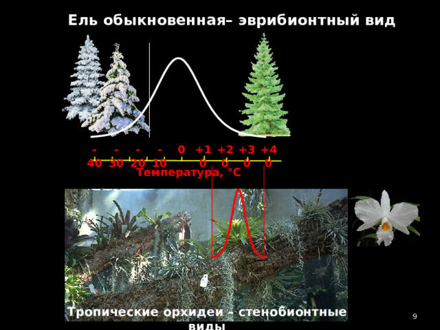 Ель обыкновенная – эврибионтный вид +20 -40 -30 -20 -10 0 +10 +30 +40 Температура, °C Тропические орхидеи – стенобионтные виды 8 