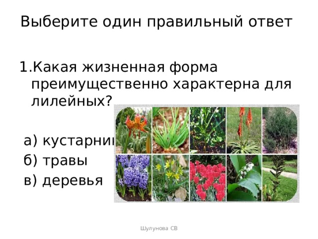 Выберите один правильный ответ   1.Какая жизненная форма преимущественно характерна для лилейных?  а) кустарники  б) травы  в) деревья Шулунова СВ 