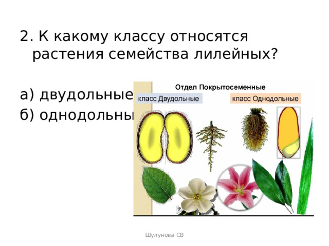 2. К какому классу относятся растения семейства лилейных? а) двудольные б) однодольные Шулунова СВ 