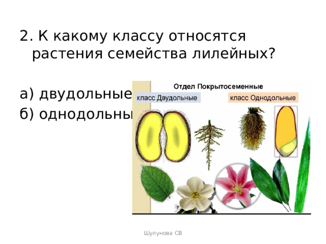 Лилейные семейство класса двудольные. Тест семейства растения.