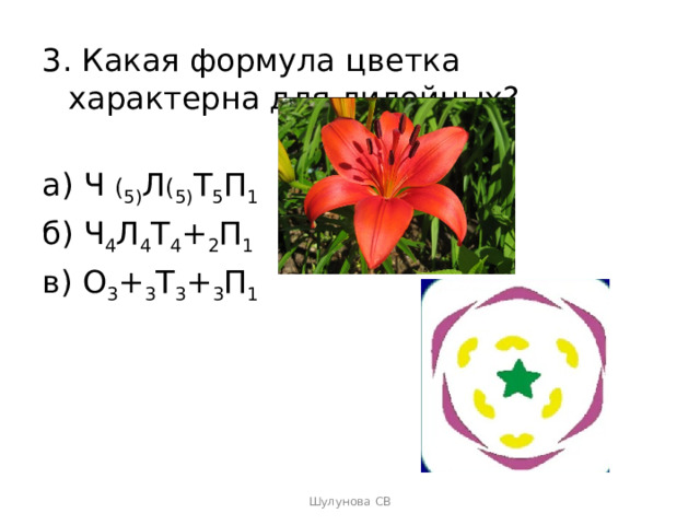 3. Какая формула цветка характерна для лилейных? а) Ч ( 5) Л ( 5) Т 5 П 1 б) Ч 4 Л 4 Т 4 + 2 П 1 в) О 3 + 3 Т 3 + 3 П 1 Шулунова СВ 