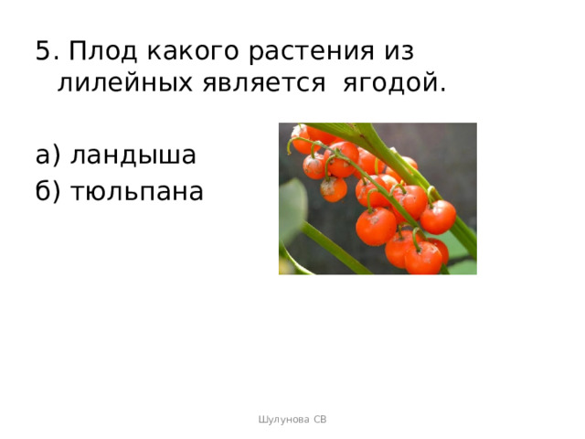 5. Плод какого растения из лилейных является ягодой. а) ландыша б) тюльпана Шулунова СВ 