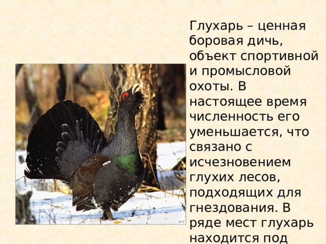 О чем говорит такое поведение капалухи. План Капалуха 3 класс. Кластер Капалуха. Синоним к слову Капалуха. Литературное чтение 3 класс печать Капалуха.