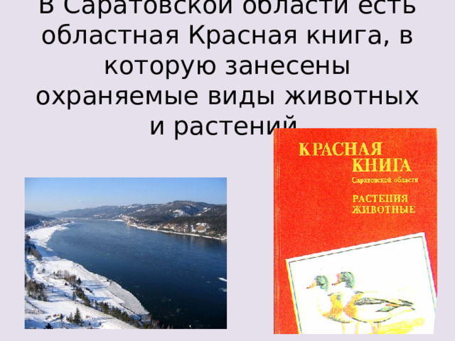 В Саратовской области есть областная Красная книга, в которую занесены охраняемые виды животных и растений. 