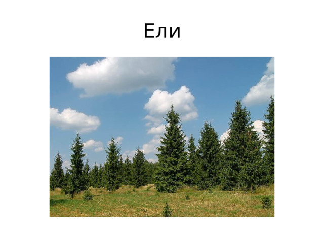 Ели 