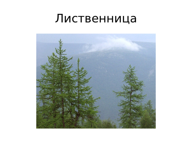 Лиственница 