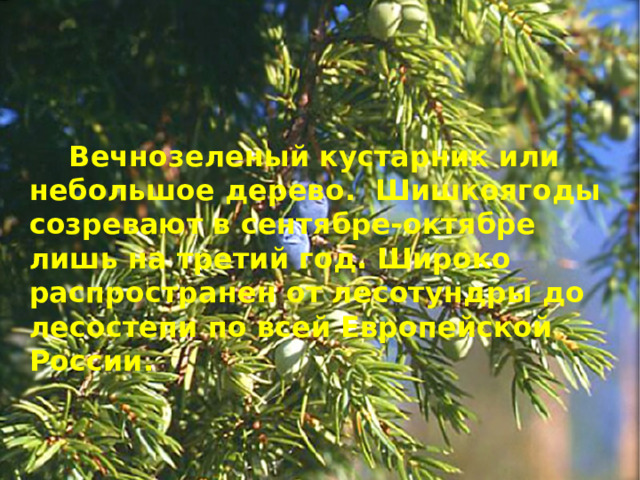  Вечнозеленый кустарник или небольшое дерево. Шишкоягоды созревают в сентябре-октябре лишь на третий год. Широко распространен от лесотундры до лесостепи по всей Европейской России. 