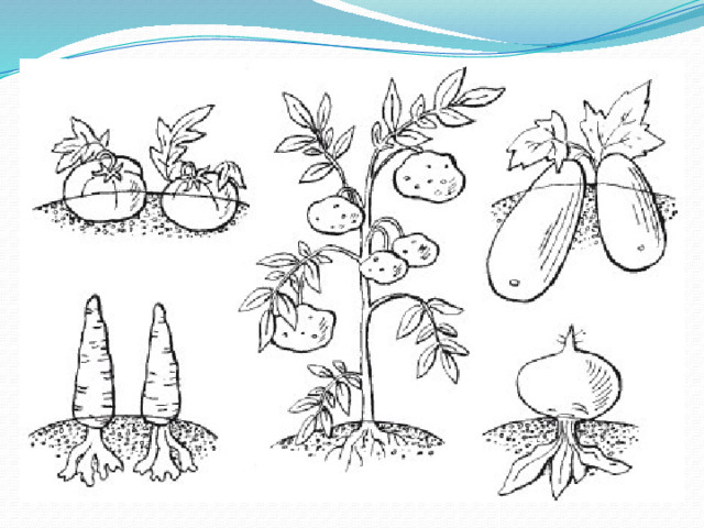 Рисунок овощного растения 2 класс