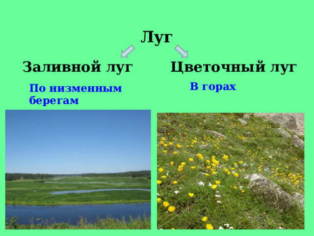Луг Заливной луг Цветочный луг В горах По низменным берегам рек и озер. 
