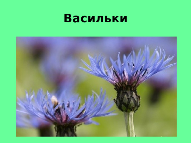 Васильки 