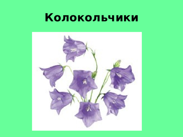 Колокольчики 