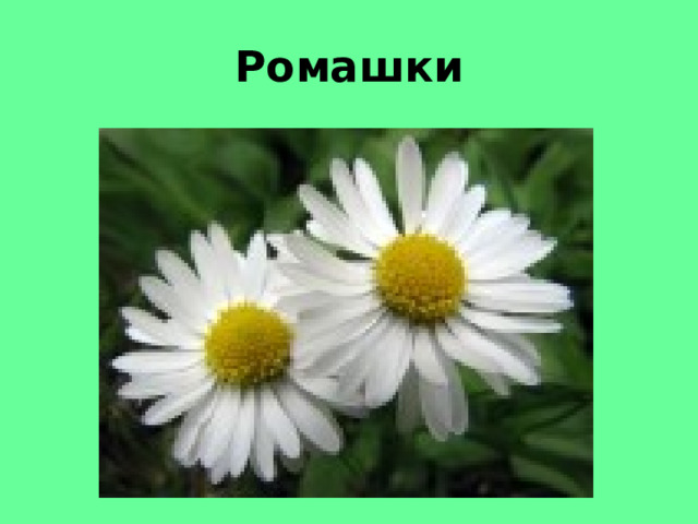 Ромашки 