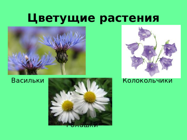 Цветущие растения Васильки Колокольчики  Ромашки 