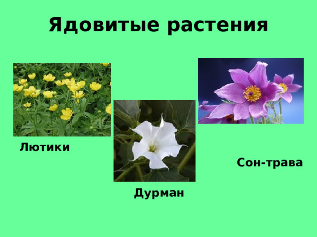Ядовитые растения Лютики  Сон-трава   Дурман 