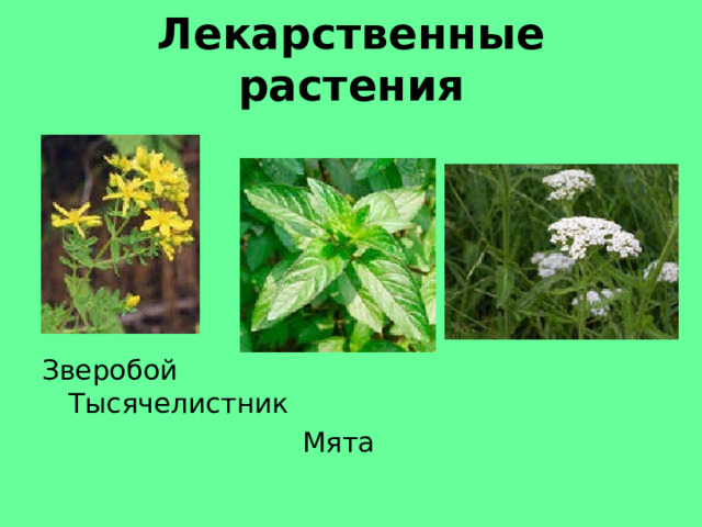 Лекарственные растения Зверобой Тысячелистник  Мята 
