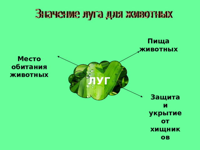 Место обитания животных Пища животных ЛУГ Защита и укрытие от хищников 