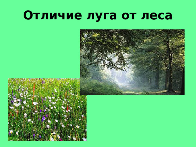 Отличие луга от леса 