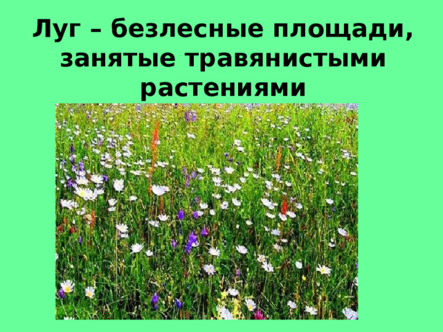 Луг – безлесные площади, занятые травянистыми растениями 