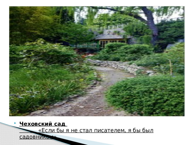 Чеховский сад             «Если бы я не стал писателем, я бы был садовником» 