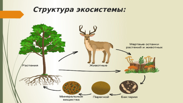 Структура экосистемы: 