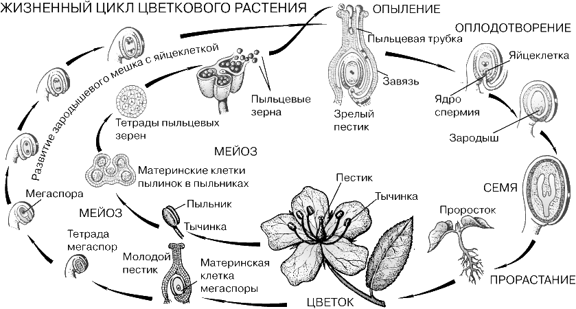 Жизненный цикл покрытосеменных растений схема. Жизненный цикл цветковых растений. Цикл развития покрытосеменных растений схема. Цикл размножения цветковых схема. Установите соответствие оплодотворение после опыления