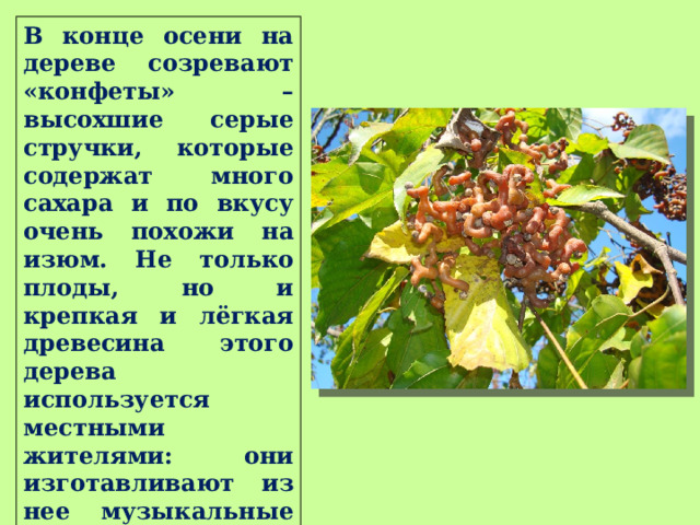 В конце осени на дереве созревают «конфеты» – высохшие серые стручки, которые содержат много сахара и по вкусу очень похожи на изюм. Не только плоды, но и крепкая и лёгкая древесина этого дерева используется местными жителями: они изготавливают из нее музыкальные инструменты и некоторые виды мебели. 
