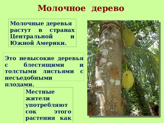 Молочное дерево Молочные деревья растут в странах Центральной и Южной Америки. Это невысокие деревья с блестящими и толстыми листьями с несъедобными плодами. Местные жители употребляют сок этого растения как молоко. 
