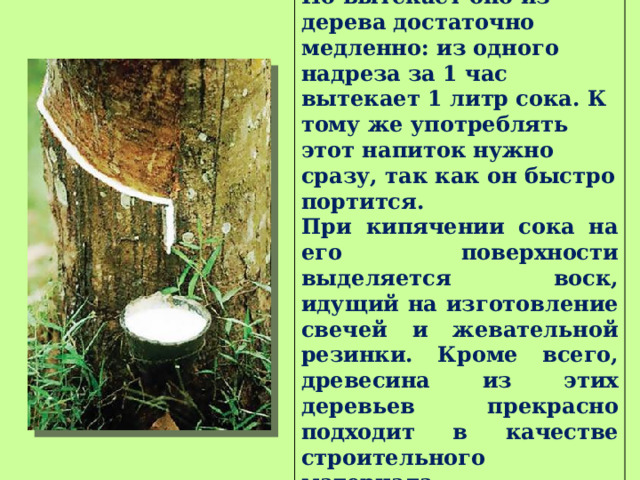 Но вытекает оно из дерева достаточно медленно: из одного надреза за 1 час вытекает 1 литр сока. К тому же употреблять этот напиток нужно сразу, так как он быстро портится. При кипячении сока на его поверхности выделяется воск, идущий на изготовление свечей и жевательной резинки. Кроме всего, древесина из этих деревьев прекрасно подходит в качестве строительного материала. 