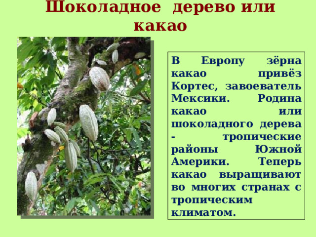 Шоколадное дерево или какао В Европу зёрна какао привёз Кортес, завоеватель Мексики. Родина какао или шоколадного дерева - тропические районы Южной Америки. Теперь какао выращивают во многих странах с тропическим климатом. 