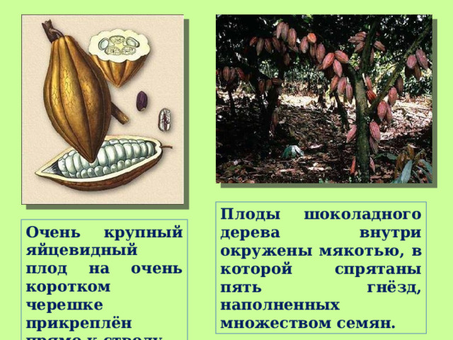 Плоды шоколадного дерева внутри окружены мякотью, в которой спрятаны пять гнёзд, наполненных множеством семян. Очень крупный яйцевидный плод на очень коротком черешке прикреплён прямо к стволу. 