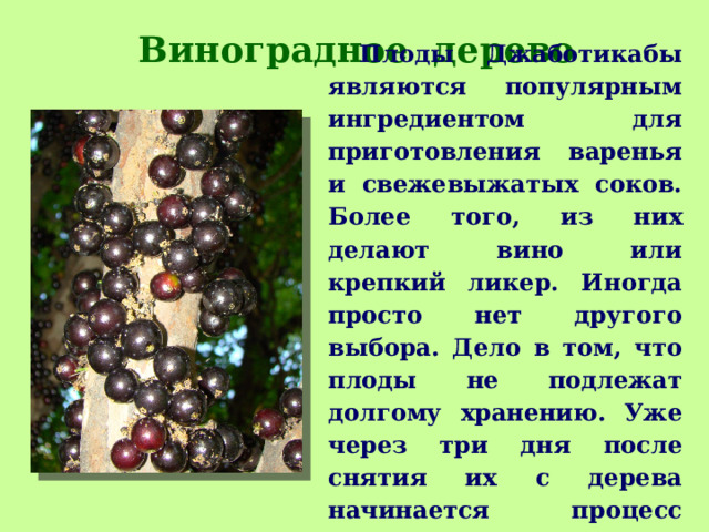 Виноградное дерево  Плоды Джаботикабы являются популярным ингредиентом для приготовления варенья и свежевыжатых соков. Более того, из них делают вино или крепкий ликер. Иногда просто нет другого выбора. Дело в том, что плоды не подлежат долгому хранению. Уже через три дня после снятия их с дерева начинается процесс брожения.   