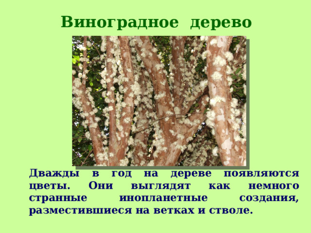 Виноградное дерево    Дважды в год на дереве появляются цветы. Они выглядят как немного странные инопланетные создания, разместившиеся на ветках и стволе.  
