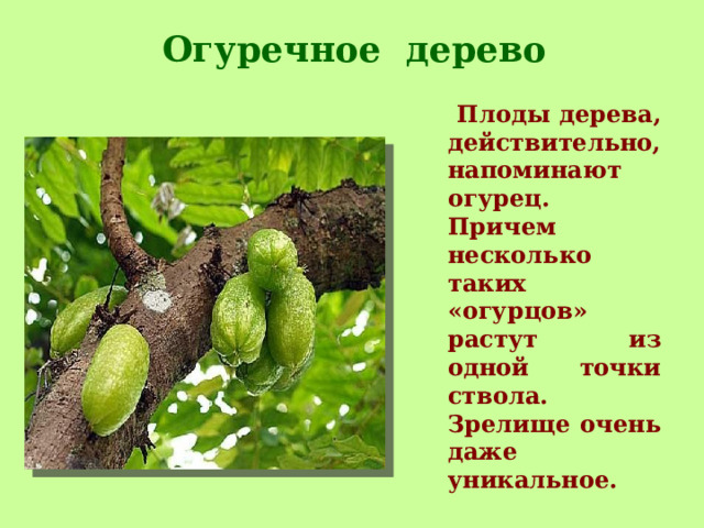 Огуречное дерево  Плоды дерева, действительно, напоминают огурец. Причем несколько таких «огурцов» растут из одной точки ствола. Зрелище очень даже уникальное.     