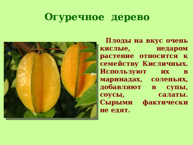 Огуречное дерево  Плоды на вкус очень кислые, недаром растение относится к семейству Кисличных. Используют их в маринадах, соленьях, добавляют в супы, соусы, салаты. Сырыми фактически не едят.     