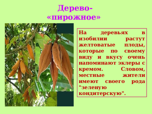  Дерево- «пирожное» На деревьях в изобилии растут желтоватые плоды, которые по своему виду и вкусу очень напоминают эклеры с кремом. Словом, местные жители имеют своего рода 