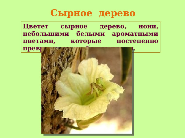 Сырное дерево Цветет сырное дерево, нони, небольшими белыми ароматными цветами, которые постепенно превращаются в белые плоды.    