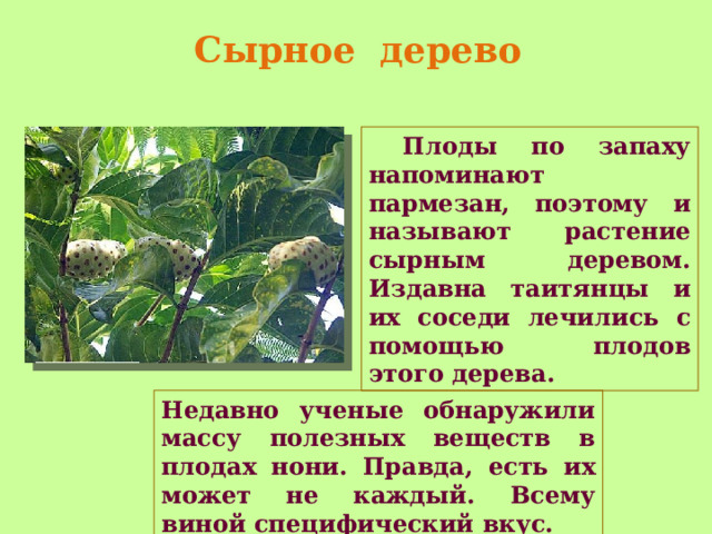Сырное дерево  Плоды по запаху напоминают пармезан, поэтому и называют растение сырным деревом. Издавна таитянцы и их соседи лечились с помощью плодов этого дерева. Недавно ученые обнаружили массу полезных веществ в плодах нони. Правда, есть их может не каждый. Всему виной специфический вкус. 