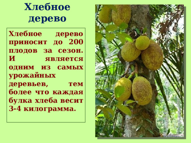 Хлебное дерево Хлебное дерево приносит до 200 плодов за сезон. И является одним из самых урожайных деревьев, тем более что каждая булка хлеба весит 3-4 килограмма. 
