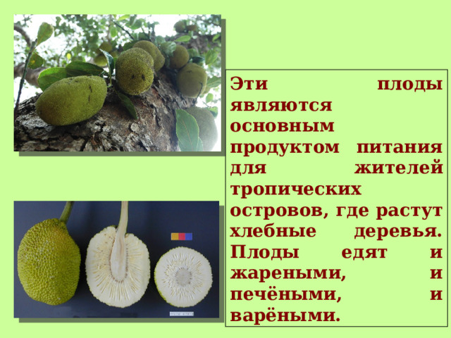 Эти плоды являются основным продуктом питания для жителей тропических островов, где растут хлебные деревья. Плоды едят и жареными, и печёными, и варёными. 