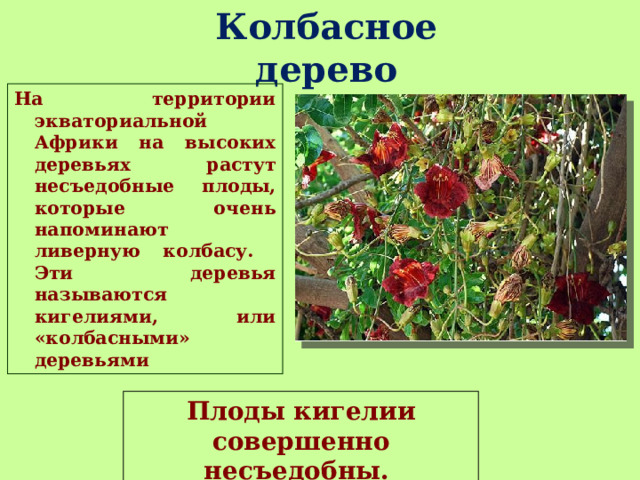 Колбасное дерево На территории экваториальной Африки на высоких деревьях растут несъедобные плоды, которые очень напоминают ливерную колбасу. Эти деревья называются кигелиями, или «колбасными» деревьями Плоды кигелии совершенно несъедобны. 