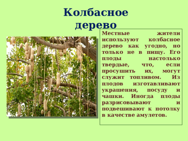 Колбасное дерево Местные жители используют колбасное дерево как угодно, но только не в пищу. Его плоды настолько твердые, что, если просушить их, могут служит топливом. Из плодов изготавливают украшения, посуду и чашки. Иногда плоды разрисовывают и подвешивают к потолку в качестве амулетов.  