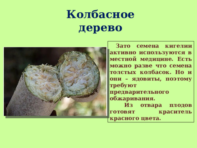 Колбасное дерево  Зато семена кигелии активно используются в местной медицине. Есть можно разве что семена толстых колбасок. Но и они – ядовиты, поэтому требуют предварительного обжаривания.  Из отвара плодов готовят краситель красного цвета. 