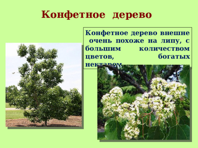 Конфетное дерево Конфетное дерево внешне очень похоже на липу, с большим количеством цветов, богатых нектаром. 