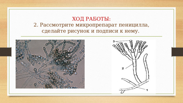 ХОД РАБОТЫ:  2. Рассмотрите микропрепарат пеницилла, сделайте рисунок и подписи к нему. 